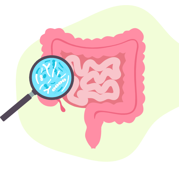 Ilustração de um intestino, onde uma lupa encontra a flora intestinal.